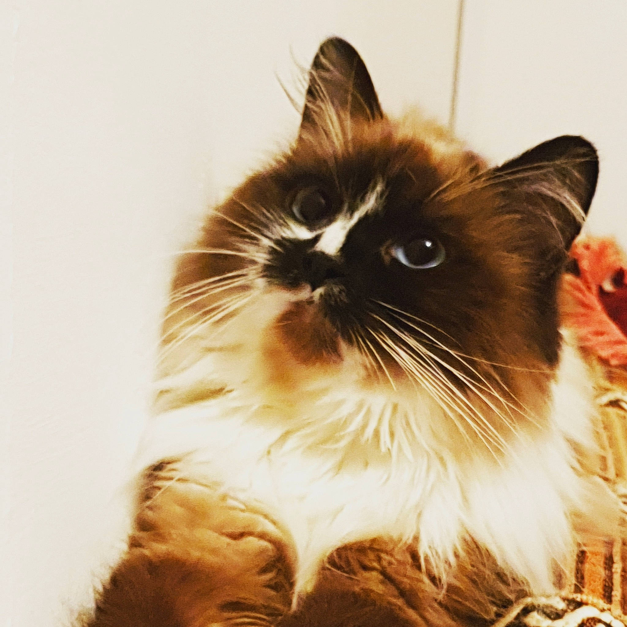 Angel joined the competition — help win amazing prizes! birman, carnivore, cat, fawn, felidae, fur, small_to_medium_sized_cats, snout, whiskers