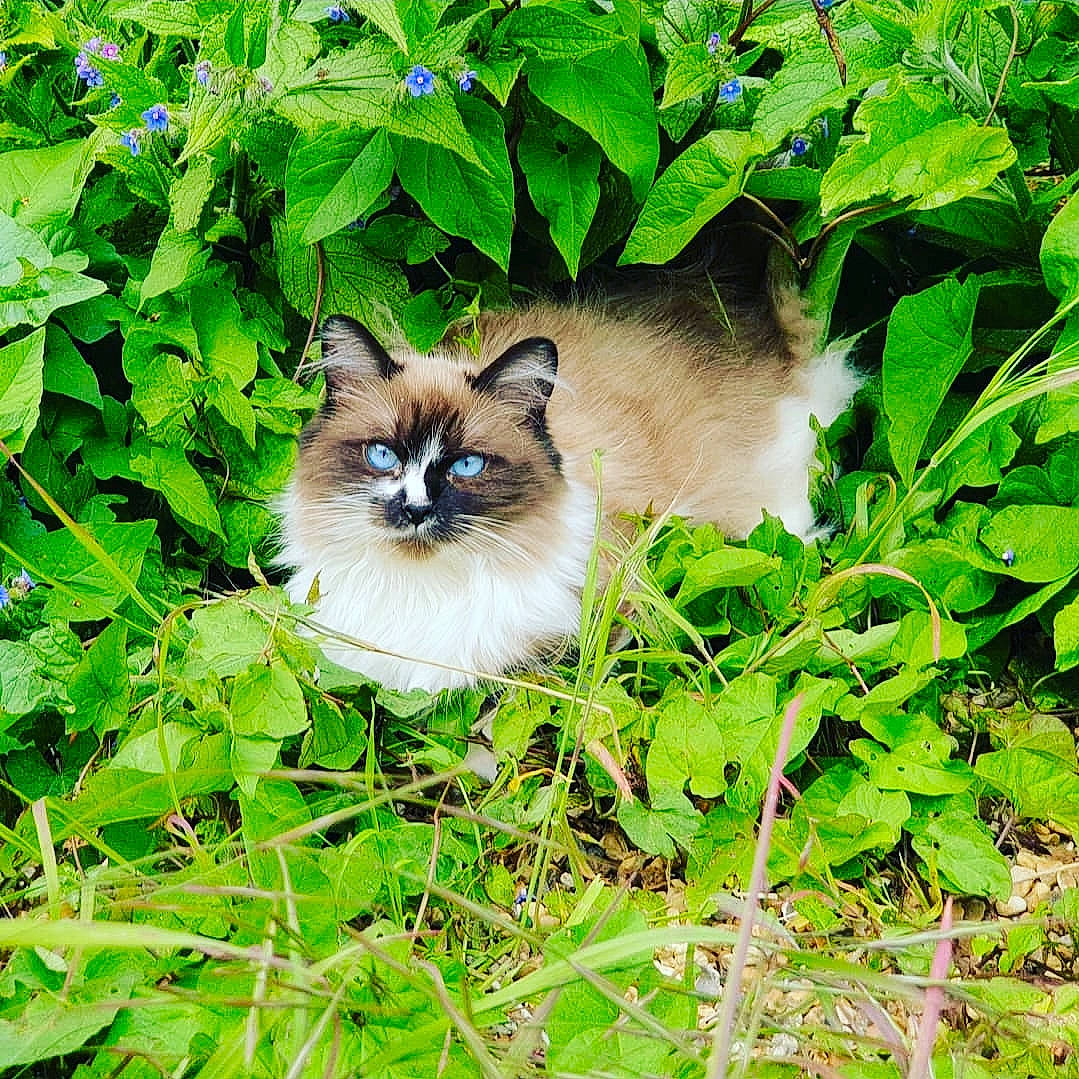 Angel is registered to the contest to win money with this photo: annual_plant, balinese, birman, carnivore, cat, fawn, felidae, fur, grass, groundcover, iris, plant, ragdoll, siamese, small_to_medium_sized_cats, snout, terrestrial_animal, thai, whiskers, wildlife