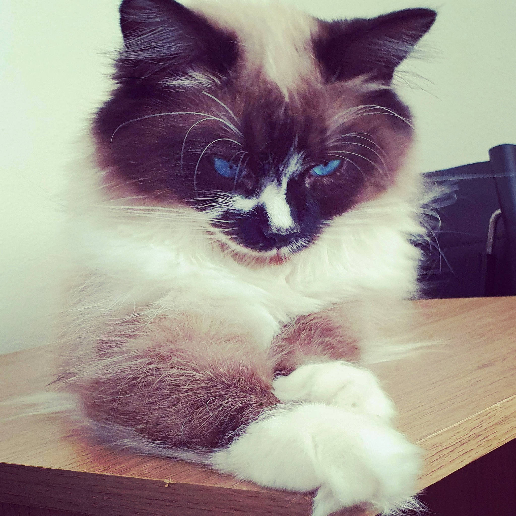 Angel joined the competition — help win amazing prizes! art, carnivore, cat, claw, domestic_short_haired_cat, electric_blue, fawn, felidae, flooring, foot, fur, paw, photo_caption, sitting, small_to_medium_sized_cats, snout, square, tail, thai, whiskers