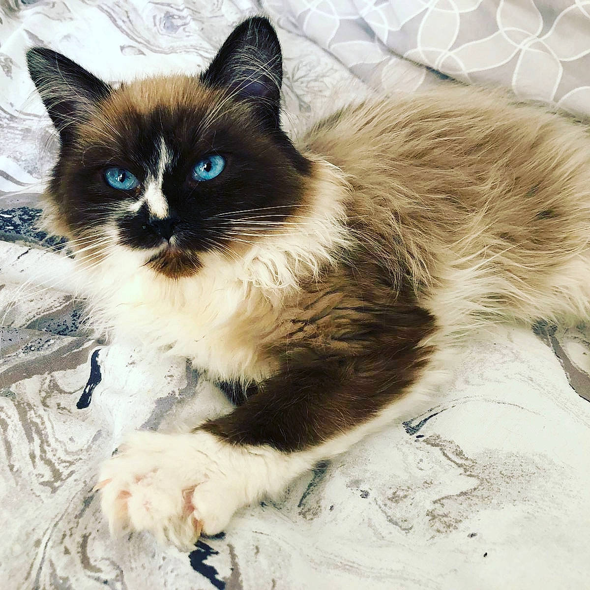 Angel joined the competition — help win amazing prizes! balinese, birman, carnivore, cat, claw, domestic_short_haired_cat, eye, fawn, felidae, fur, paw, ragdoll, siamese, small_to_medium_sized_cats, snout, tail, terrestrial_animal, thai, tonkinese, whiskers
