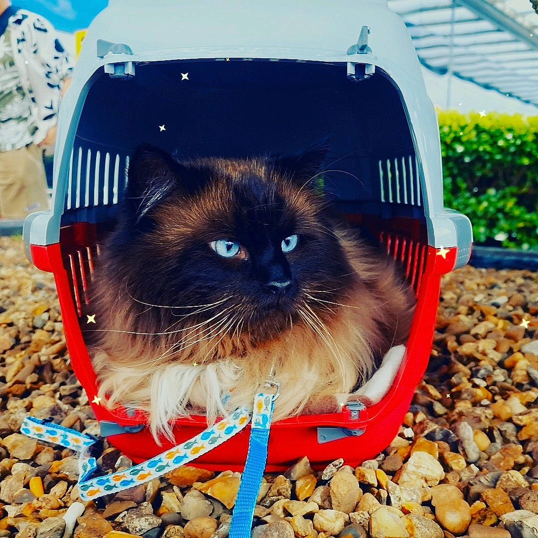 Lucky is registered to the contest to win money with this photo: balinese, birman, carnivore, cat, electric_blue, fashion_accessory, fawn, felidae, fur, grass, iris, plant, shade, small_to_medium_sized_cats, snout, soil, tail, thai, vertebrate, whiskers