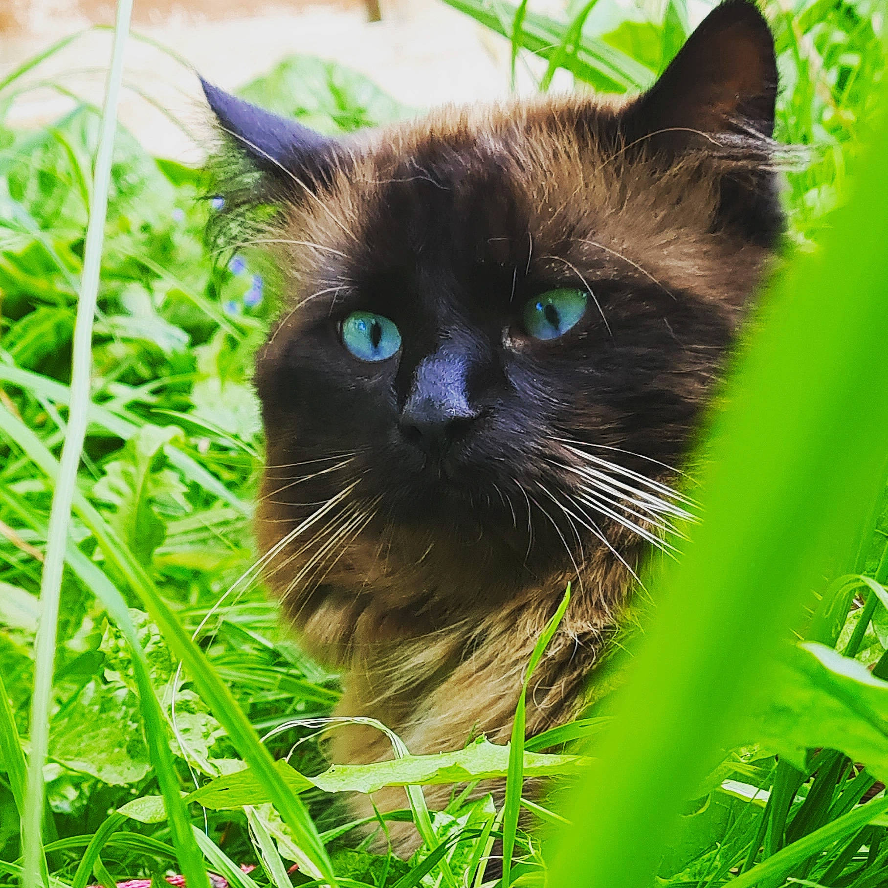 Lucky is registered to the contest to win money with this photo: birman, carnivore, cat, electric_blue, fawn, felidae, fur, grass, grassland, groundcover, herbaceous_plant, iris, plant, siamese, small_to_medium_sized_cats, snout, terrestrial_animal, whiskers, wildlife