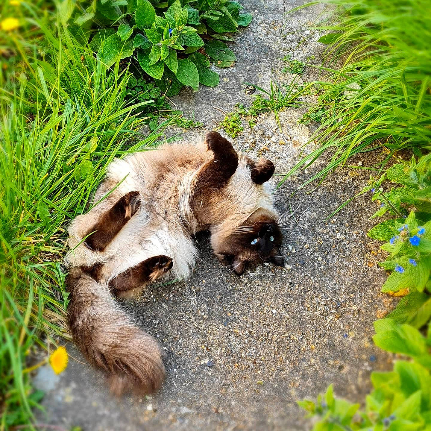 Lucky is registered to the contest to win money with this photo: canidae, carnivore, dog, dog_breed, fawn, grass, groundcover, hyena, lycaon_pictus, natural_landscape, plant, safari, snout, soil, sporting_group, spotted_hyena, suidae, terrestrial_animal, wildlife, wood