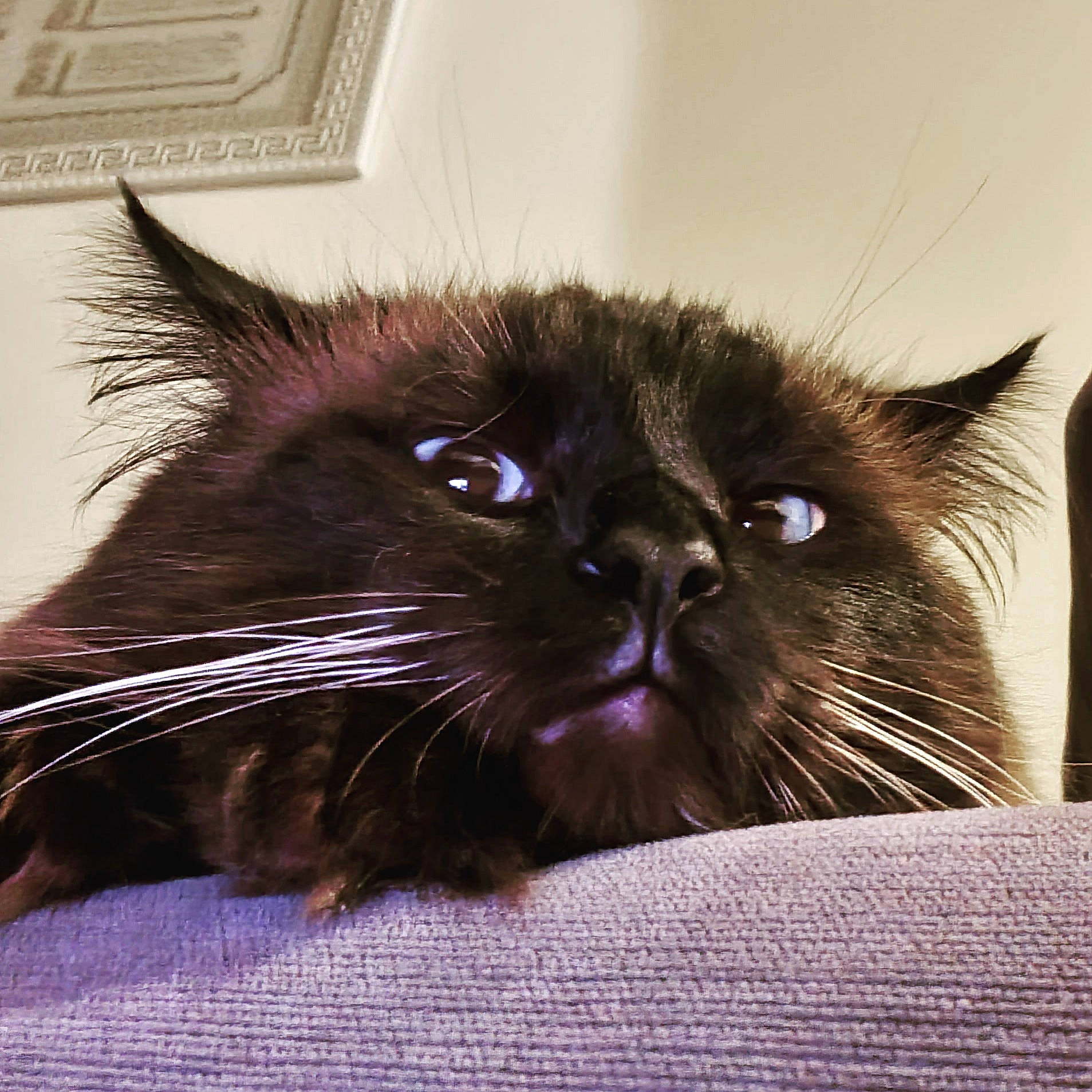 Lucky joined the competition — help win amazing prizes! black_cat, carnivore, cat, claw, comfort, domestic_short_haired_cat, electric_blue, eye, fawn, felidae, fur, hair, picture_frame, small_to_medium_sized_cats, snout, terrestrial_animal, whiskers