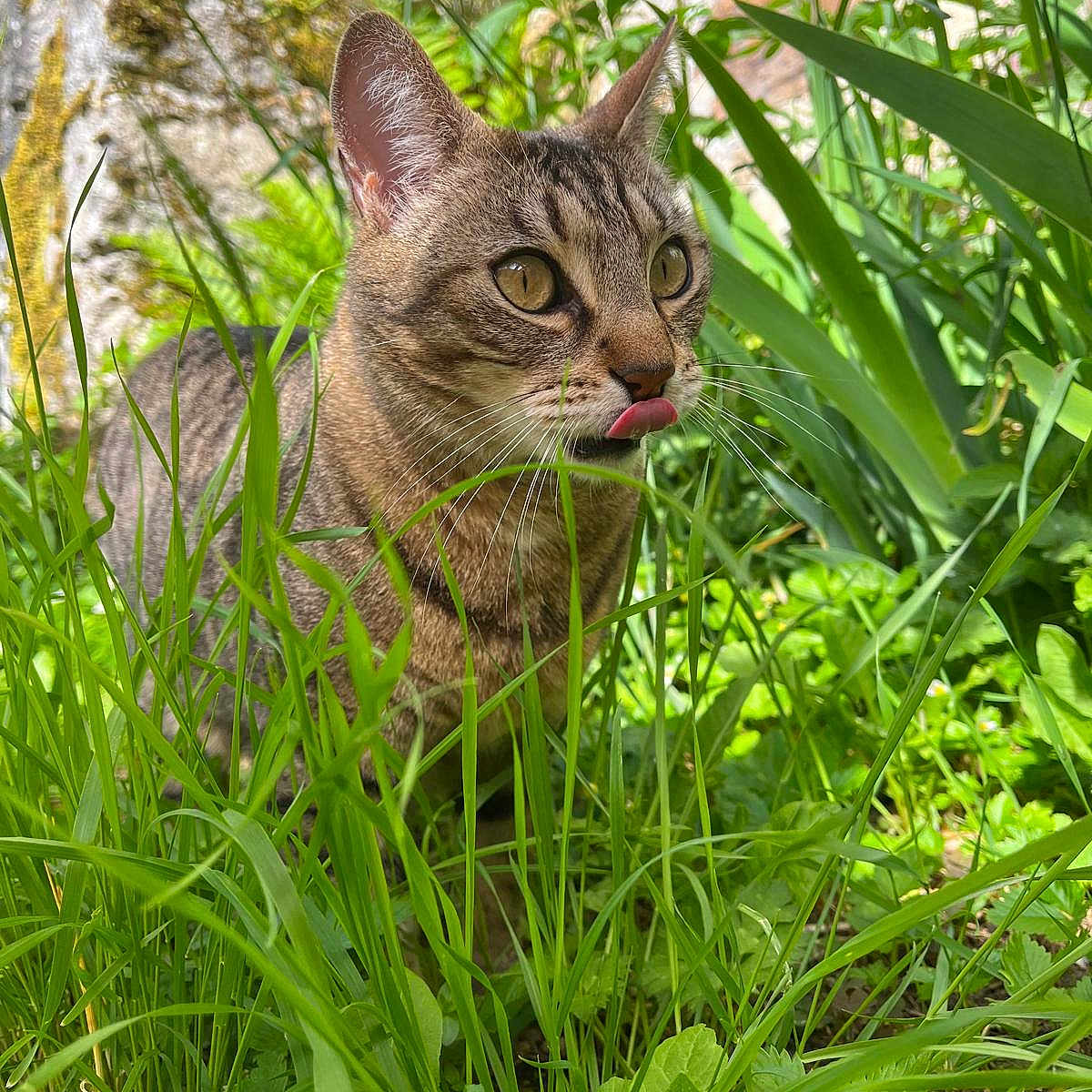 Hermiche a rejoint le concours — aidez-le/la à gagner de superbes lots ! animal, cat, closeup, curious, daylight, ears, eyes, feline, forestfloor, grass, greenery, moss, nature, outdoor, pet, plants, sunlight, tabby, tongue, whiskers