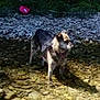 Kenza participe au concours pour gagner de l'argent avec cette photo : animal, canine, collar, daylight, dog, environment, gravel, greenery, mammal, nature, outdoor, pet, riverbed, rocks, shadow, shallow_water, standing, sunlight, water, wildlife