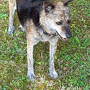 Kenza a rejoint le concours — aidez-le/la à gagner de superbes lots ! alert, animal, canine, collar, daylight, dog, ears, four_legs, fur, grass, greenery, happy, moss, nature, outdoor, pet, playful, snout, standing, tongue
