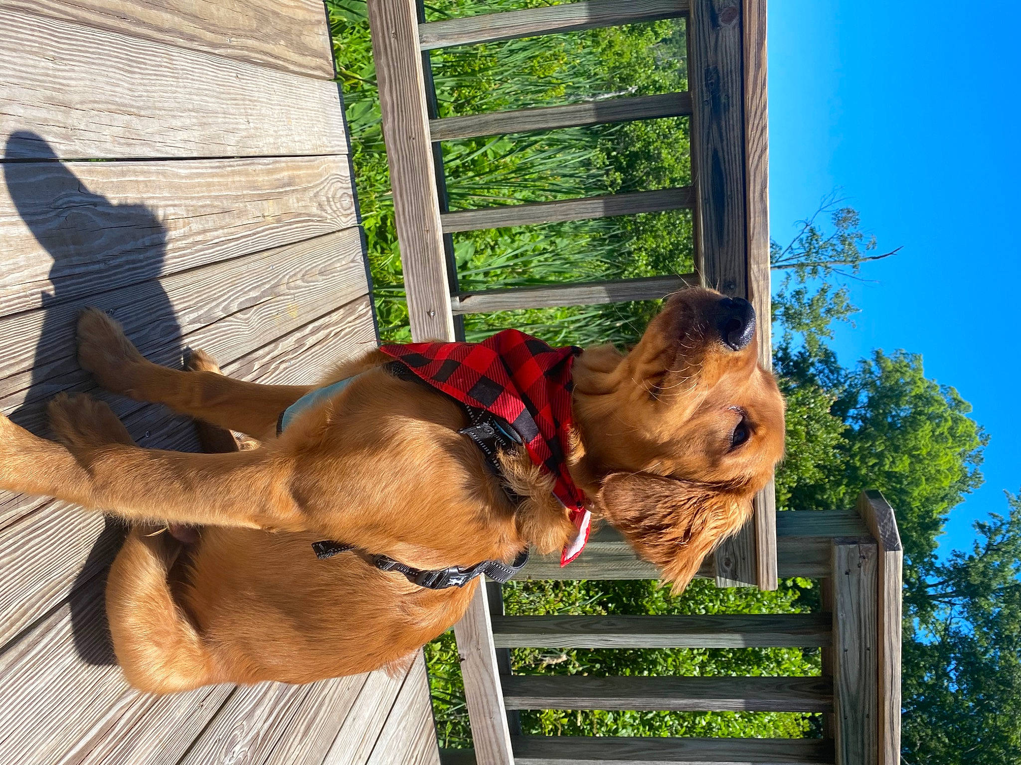 Riley joined the competition — help win amazing prizes! airedale_terrier, canidae, carnivore, dog, dog_breed, fawn, mammal, sporting_group, terrier, tosa