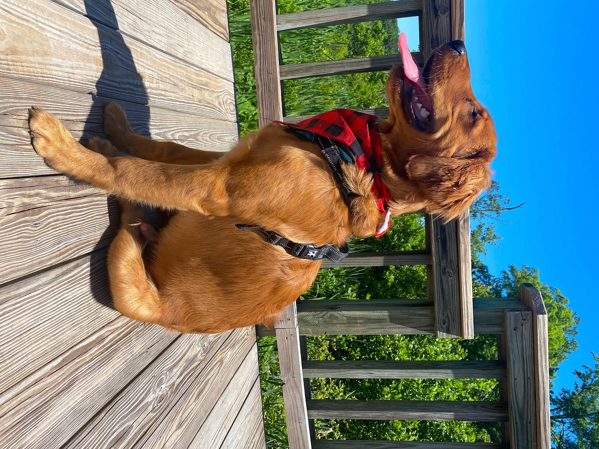 Riley joined the competition — help win amazing prizes! canidae, carnivore, dog, dog_breed, fawn, mammal, snout, sporting_group, tosa