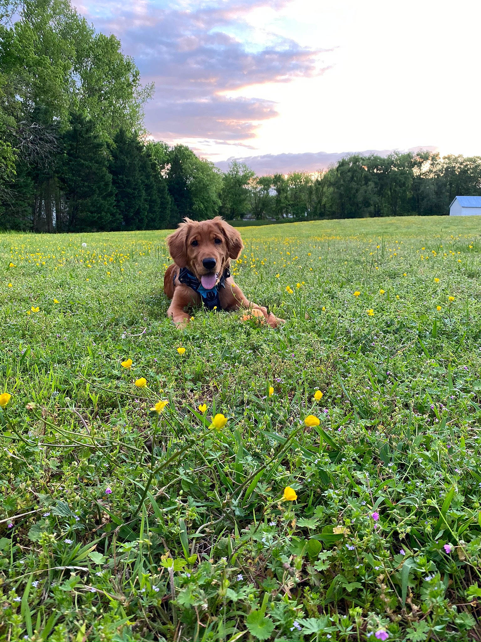 Riley is registered to the contest to win money with this photo: canidae, carnivore, crop, dog, dog_breed, farm, field, flower, grass, grassland, meadow, pasture, plant, prairie, puppy, sporting_group, summer, wildflower