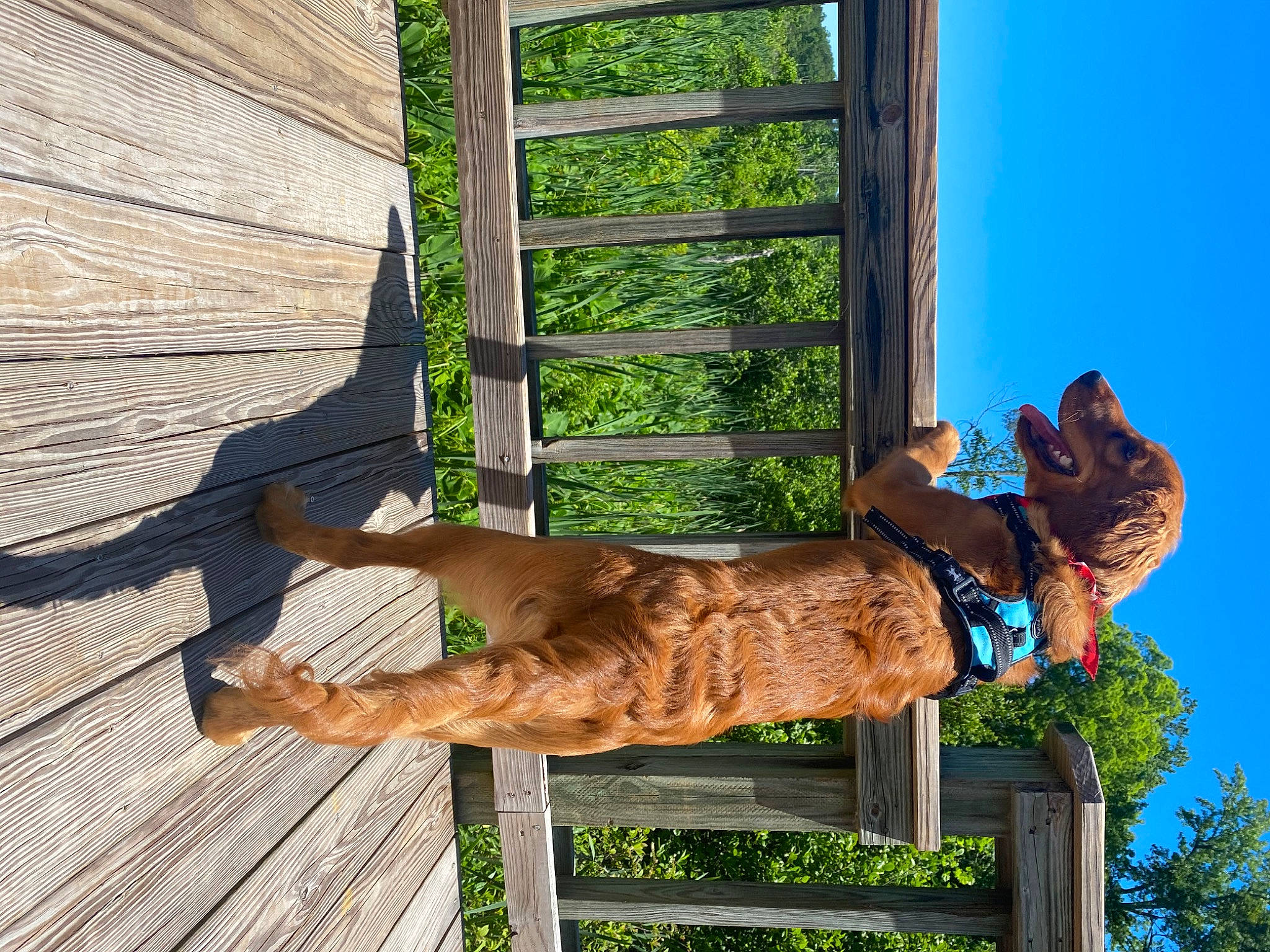 Riley is registered to the contest to win money with this photo: carnivore, cat, fawn, felidae, small_to_medium_sized_cats, tabby_cat, tail, tree, wood