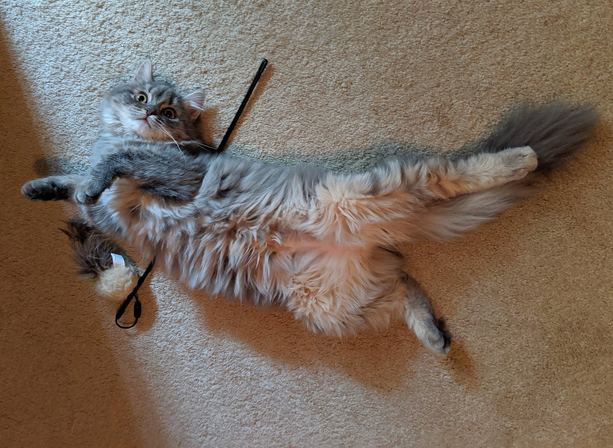 Dolly is registered to the contest to win money with this photo: carnivore, cat, claw, fawn, felidae, fur, maine_coon, small_to_medium_sized_cats, tail