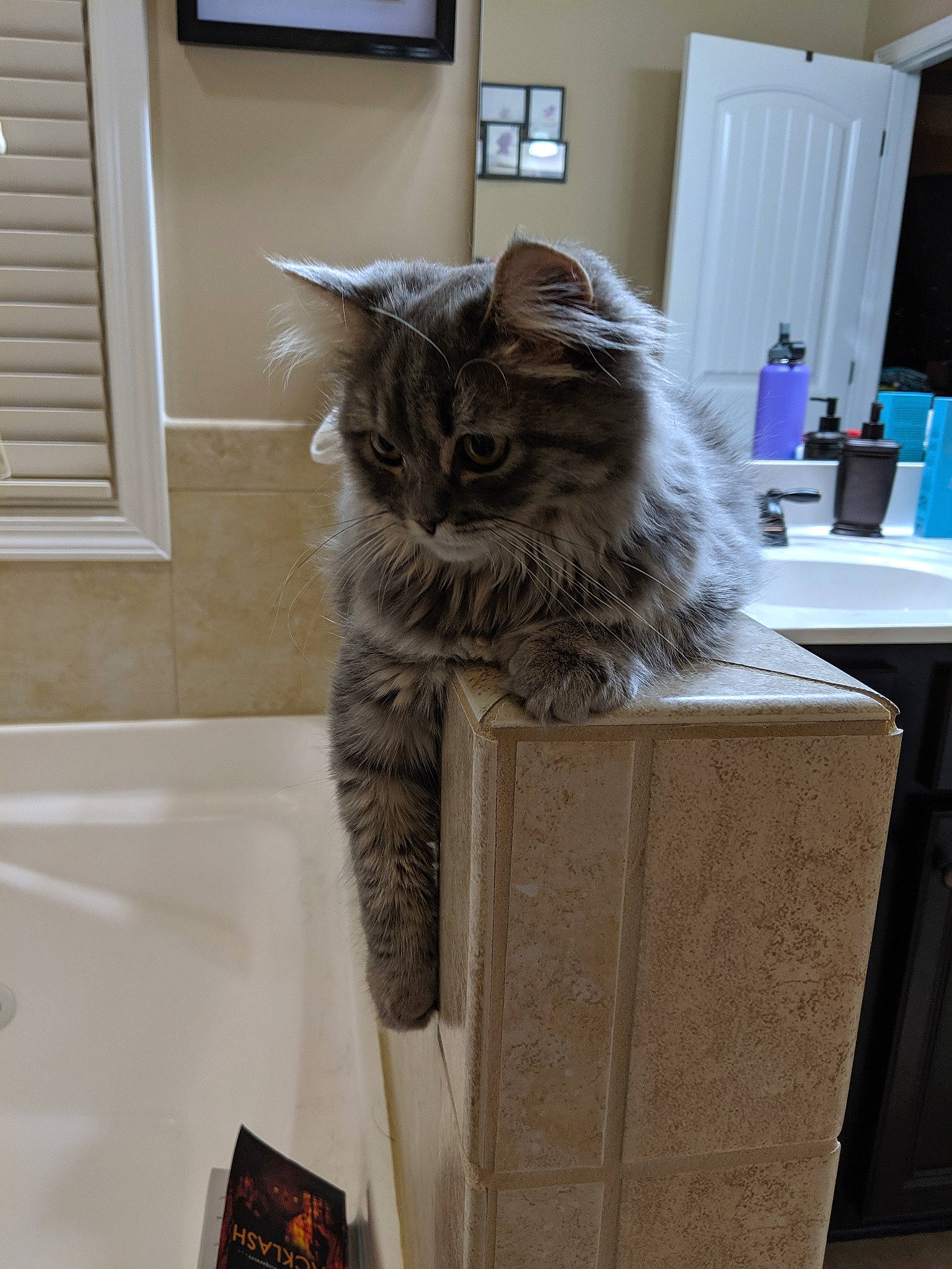 Dolly is registered to the contest to win money with this photo: american_curl, asian, british_longhair, british_semi_longhair, carnivore, cat, domestic_long_haired_cat, domestic_short_haired_cat, european_shorthair, felidae, kurilian_bobtail, maine_coon, nebelung, norwegian_forest_cat, ragamuffin, room, siberian, small_to_medium_sized_cats, tabby_cat, whiskers