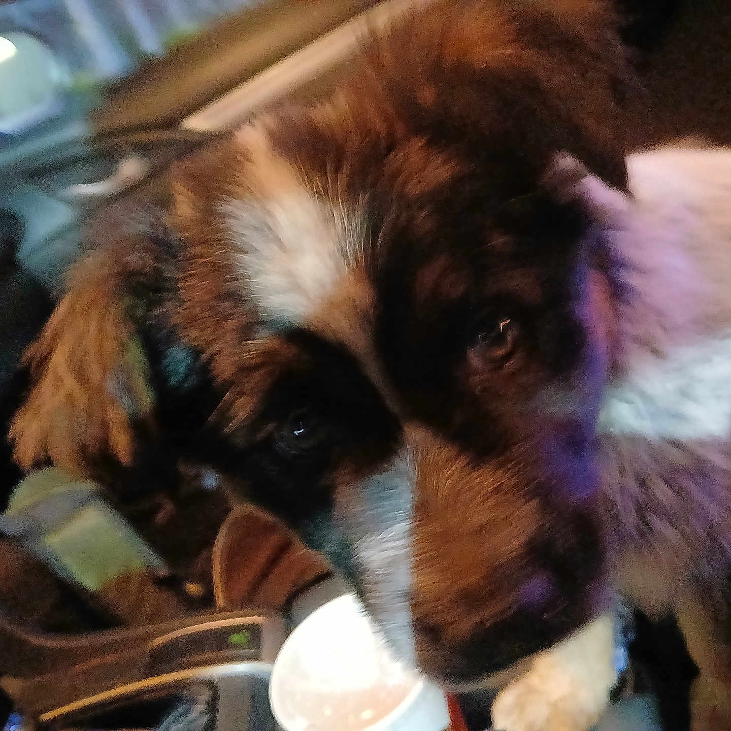 Felony is registered to the contest to win money with this photo: animal, beagle, beverage, canine, cockerspaniel, coffee, coffeecup, cup, dog, head, hound, machine, papillon, person, pet, puppy, spoke, terrier, transportation, vehicle