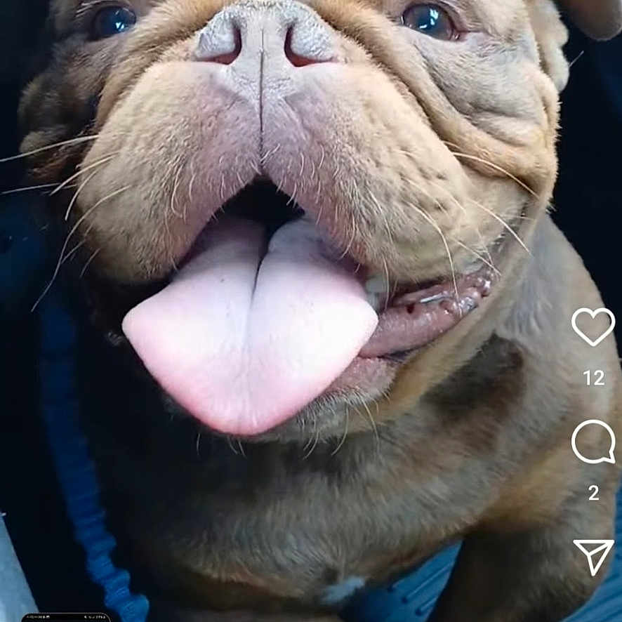 Daddy joined the competition — help win amazing prizes! animal, boxer, bulldog, canine, dog, frenchbulldog, pet, pitbull, pug, puppy, snout