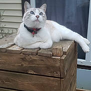 Mïou participe au concours pour gagner de l'argent avec cette photo : animal, blue_eyes, cat, collar, curious, daylight, domestic_cat, ears, feline, house_siding, nature, outdoor, paw, pet, relaxed, resting, whiskers, white_fur, window, wooden_crate