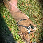 Tank is registered to the contest to win money with this photo: backyard, brindle, canine, collar, dog, earth, fence, grass, harness, leaves, muzzle, nap, outdoor, pet, relaxing, shadow, shoe, sleeping_dog, stone, sunlight