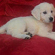 Venus a rejoint le concours — aidez-le/la à gagner de superbes lots ! animal, architecture, building, canine, couch, cushion, dog, eskimodog, furniture, goldenretriever, hound, indoors, labradorretriever, livingroom, person, pet, puppy, room, sleeping, whitedog