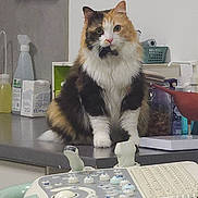 Kanel participe au concours pour gagner de l'argent avec cette photo : cat, calico_cat, feline, pet, animal, indoor, countertop, medical_equipment, clinic, keyboard, bottle, spray_bottle, container, white_wall, curious, sitting, fluffy, domestic_cat, closeup, tabletop