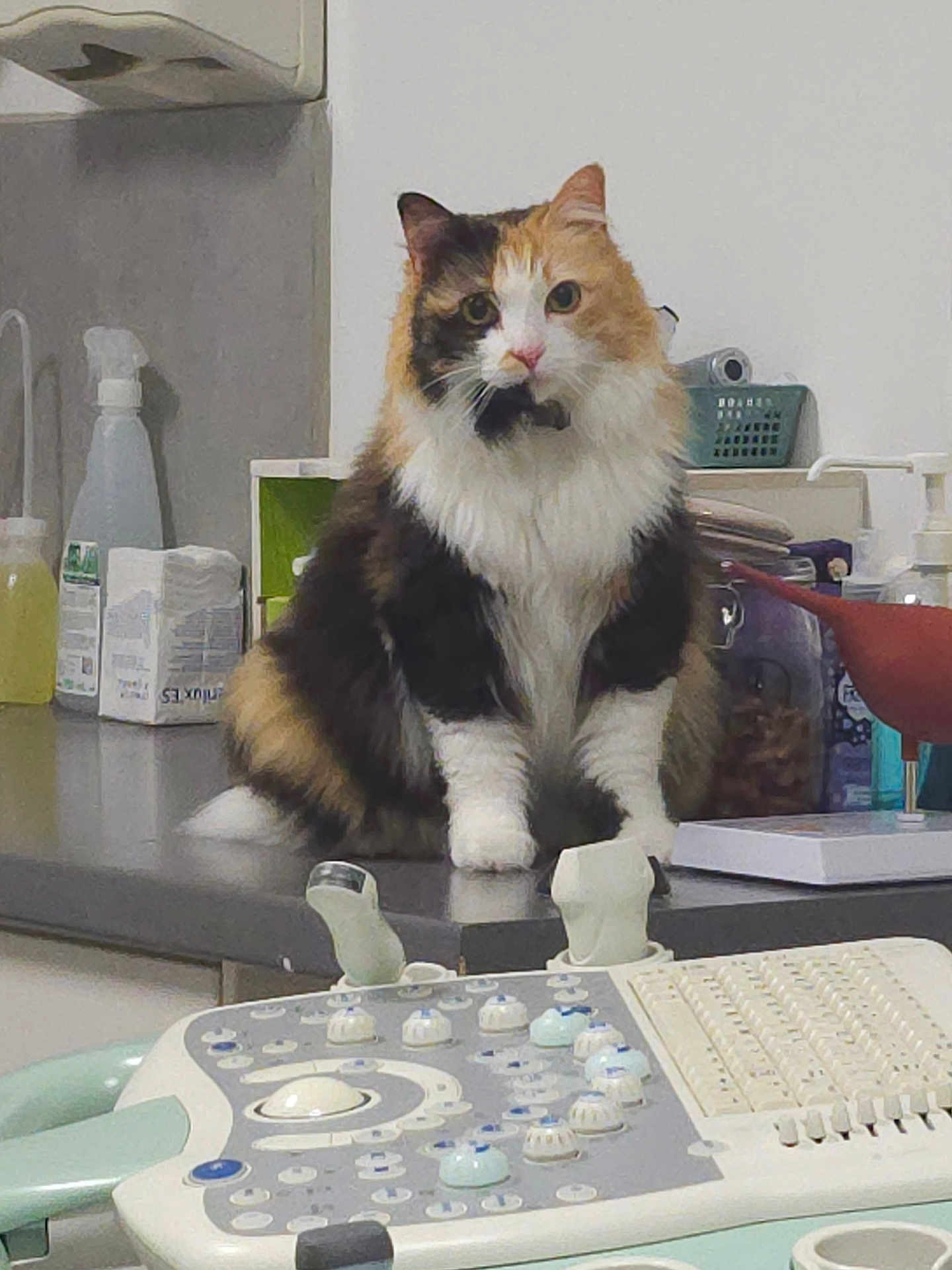 Kanel participe au concours pour gagner de l'argent avec cette photo : cat, calico_cat, feline, pet, animal, indoor, countertop, medical_equipment, clinic, keyboard, bottle, spray_bottle, container, white_wall, curious, sitting, fluffy, domestic_cat, closeup, tabletop