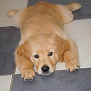 Olly participe au concours pour gagner de l'argent avec cette photo : carnivoran, companion_dog, dog, dog_breed, dog_breed_group, dog_like_mammal, golden_retriever, labrador_retriever, mammal, puppy, retriever, snout, sporting_group, whiskers