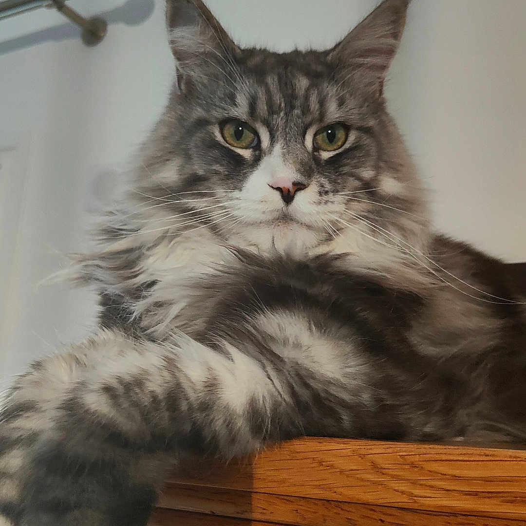 Cesar a rejoint le concours — aidez-le/la à gagner de superbes lots ! abyssinian, animal, brasssection, cat, closet, cupboard, drawer, furniture, handrail, hardwood, horn, indoors, interiordesign, kitten, manx, musicalinstrument, pet, plywood, shelf, wood