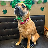 Daphne Doo is registered to the contest to win money with this photo: dog, bow, green_bow, shamrock, st_patricks_day, collar, watermelon_pattern, black_couch, indoor, decorations, festive, pet, animal, sitting, cute, portrait, leather, brown_dog, ribbon, holiday