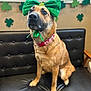 dog, bow, green_bow, shamrock, st_patricks_day, collar, watermelon_pattern, black_couch, indoor, decorations, festive, pet, animal, sitting, cute, portrait, leather, brown_dog, ribbon, holiday