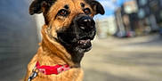 Daphne Doo is registered to the contest to win money with this photo: dog, canine, pet, collar, leash, outdoor, sunlight, urban, blurred_background, brown_fur, happy, alert, portrait, animal, mammal, daytime, closeup, ears, snout, sky