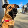 dog, canine, pet, collar, leash, outdoor, sunlight, urban, blurred_background, brown_fur, happy, alert, portrait, animal, mammal, daytime, closeup, ears, snout, sky