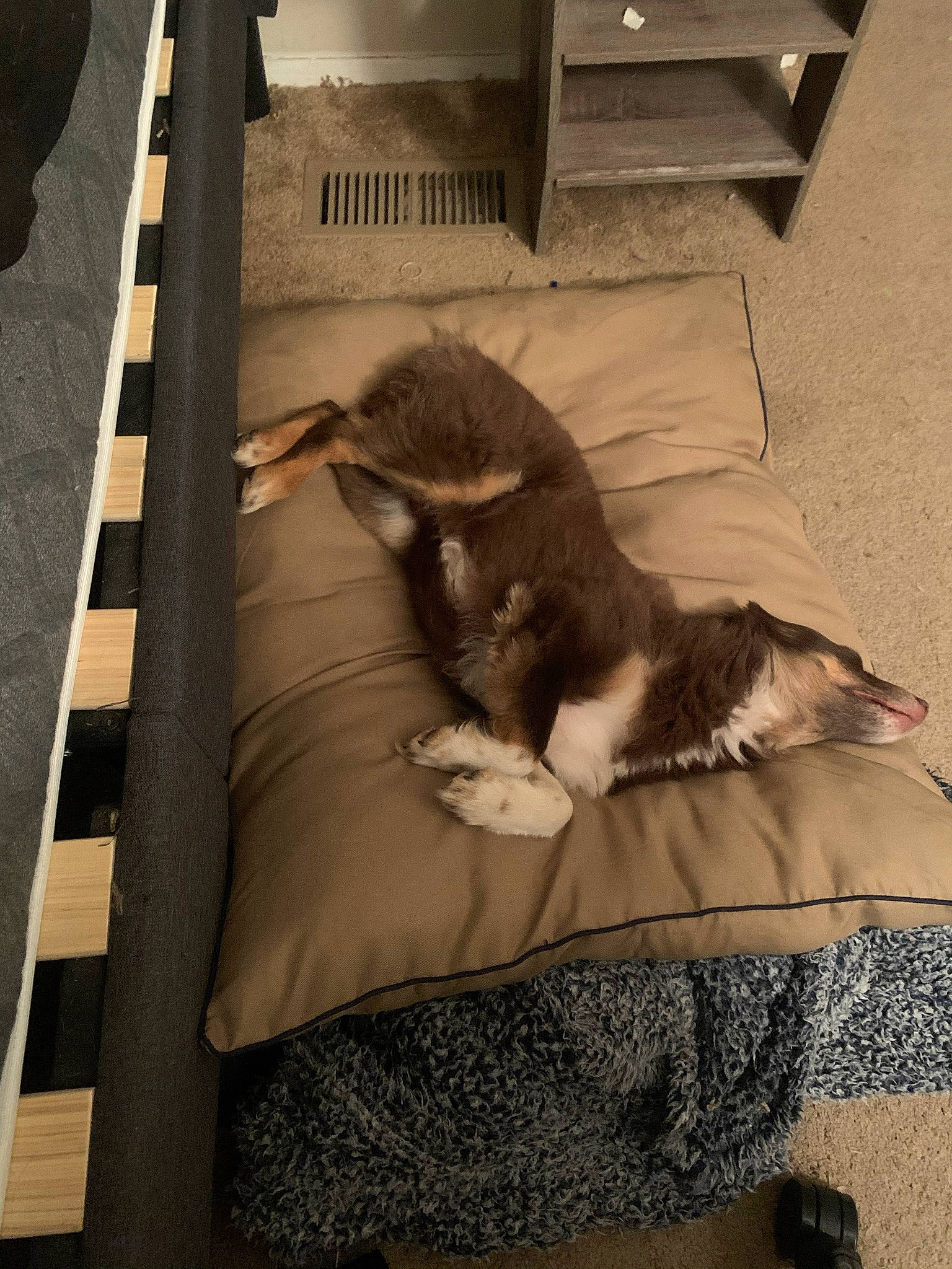 Rigby is registered to the contest to win money with this photo: carnivore, cat, comfort, domestic_short_haired_cat, fawn, felidae, floor, flooring, fur, grey, hardwood, linens, nap, plant, room, shadow, small_to_medium_sized_cats, tail, whiskers, wood