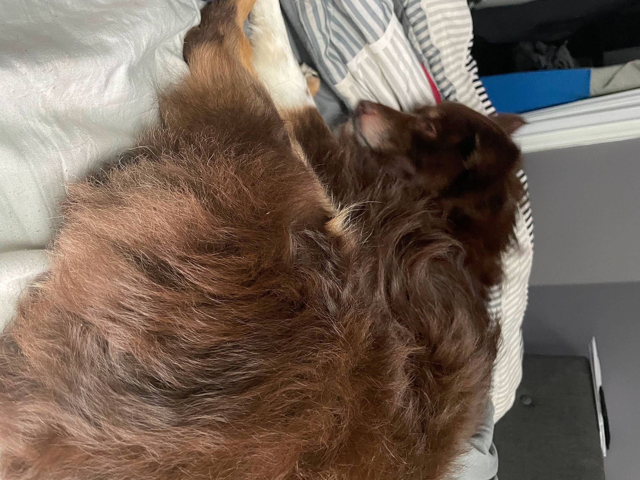 Rigby is registered to the contest to win money with this photo: braid, bun, carnivore, cat, comfort, dog_breed, eyelash, fashion_accessory, felidae, fur, hair_accessory, hair_care, hair_coloring, liver, natural_material, small_to_medium_sized_cats, sporting_group, tail, whiskers, wood