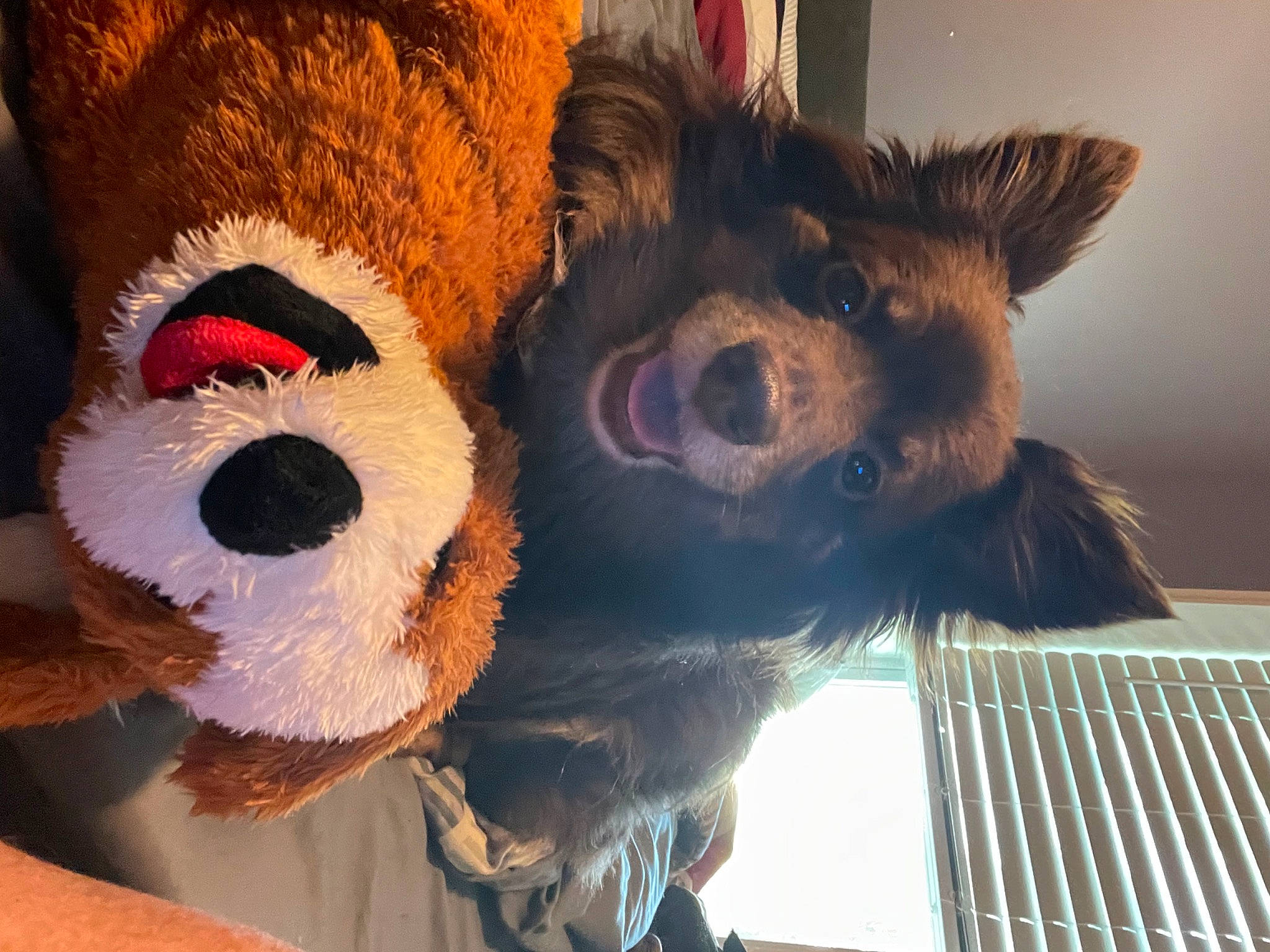 Rigby is registered to the contest to win money with this photo: bear, canidae, carnivore, eyewear, fawn, fur, goggles, natural_material, nose, organism, plush, selfie, stuffed_toy, sunglasses, teddy_bear, terrestrial_animal, textile, toy, whiskers, working_animal