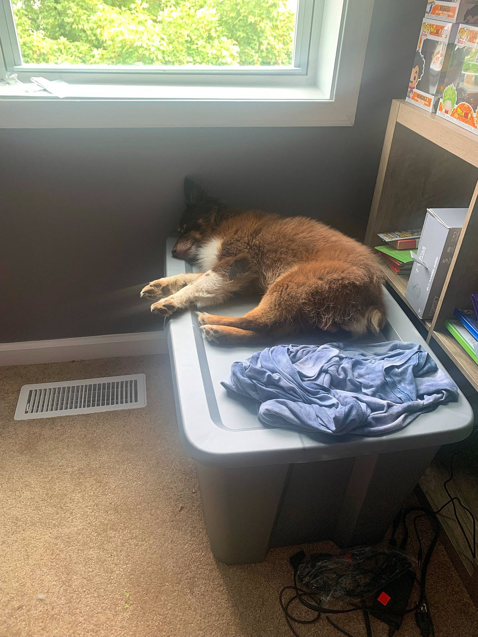 Rigby joined the competition — help win amazing prizes! carnivore, cat, comfort, fawn, felidae, floor, flooring, hardwood, house, interior_design, room, shade, shelf, small_to_medium_sized_cats, table, tail, whiskers, window, window_blind, wood