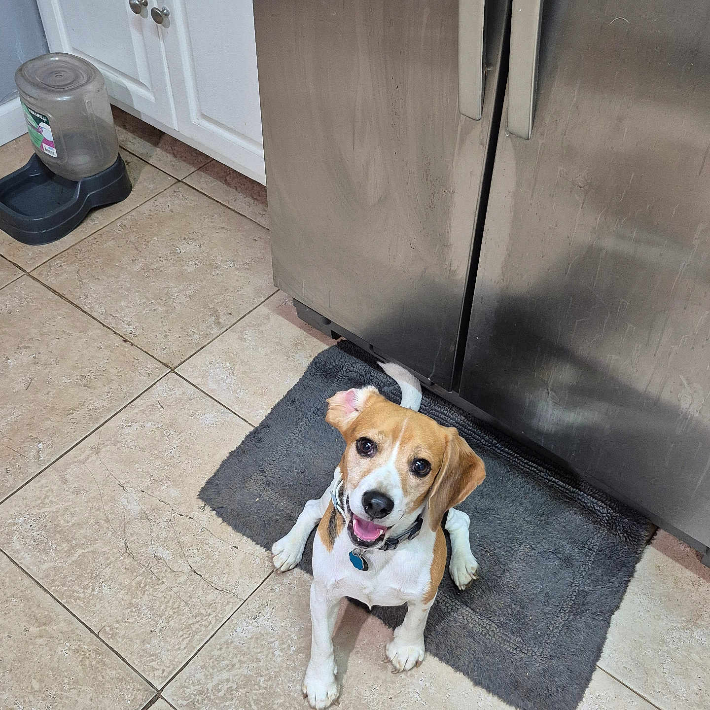 Tonka joined the competition — help win amazing prizes! animal, beagle, cabinet, collar, dog, domestic_animal, floor, happy, indoor, kitchen, looking_up, mat, pet, playful, puppy, sitting, smiling, stainless_steel_refrigerator, tile_floor, water_dispenser
