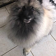 Boulette a rejoint le concours — aidez-le/la à gagner de superbes lots ! dog, fluffy_dog, pomeranian, fur, face, eyes, paw, tile_floor, indoor, close_up, blurred, black_mask, cream_fur, water_bowl, pet_bowl, bag, leash, cute, pet, companion