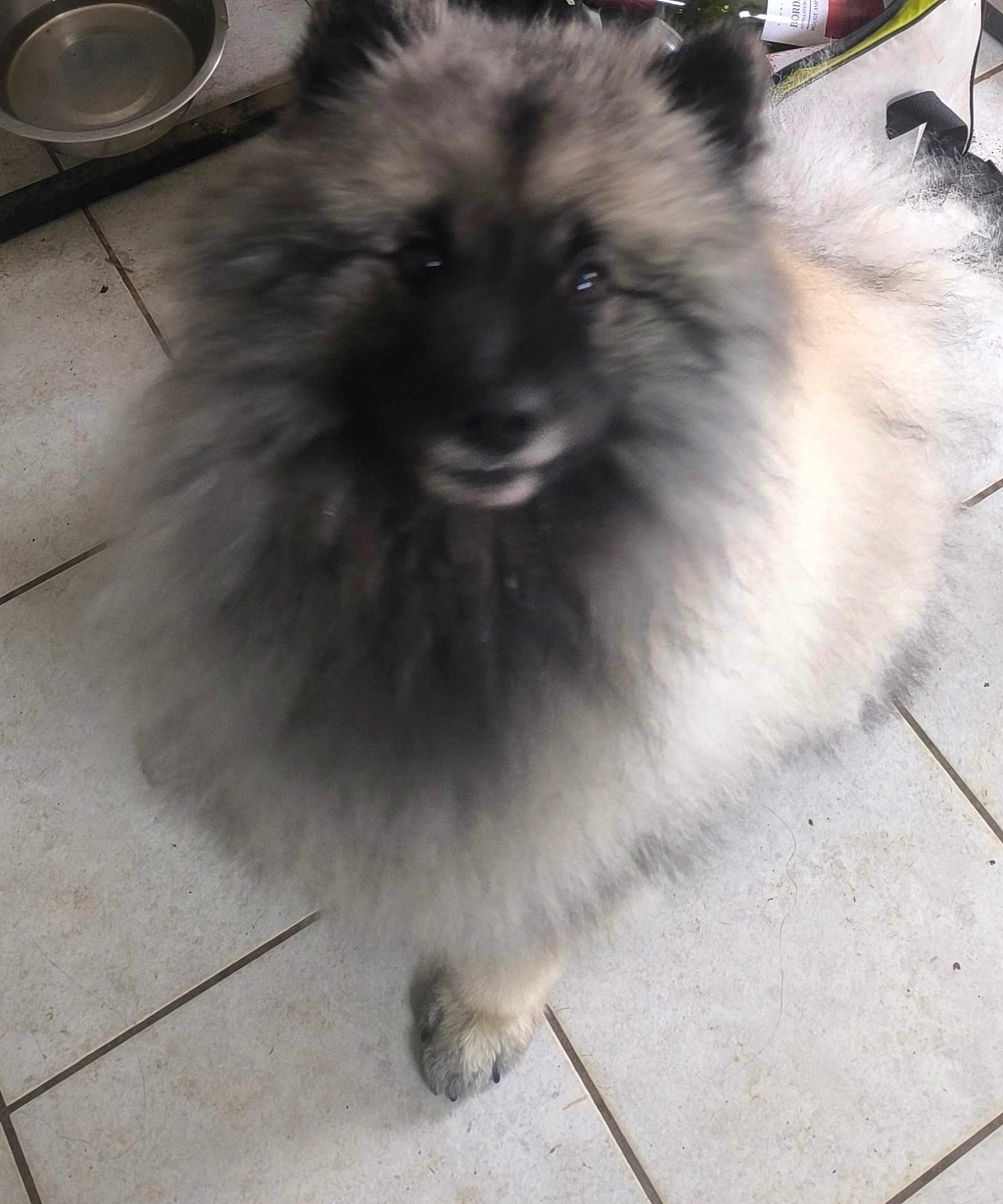 Boulette a rejoint le concours — aidez-le/la à gagner de superbes lots ! dog, fluffy_dog, pomeranian, fur, face, eyes, paw, tile_floor, indoor, close_up, blurred, black_mask, cream_fur, water_bowl, pet_bowl, bag, leash, cute, pet, companion