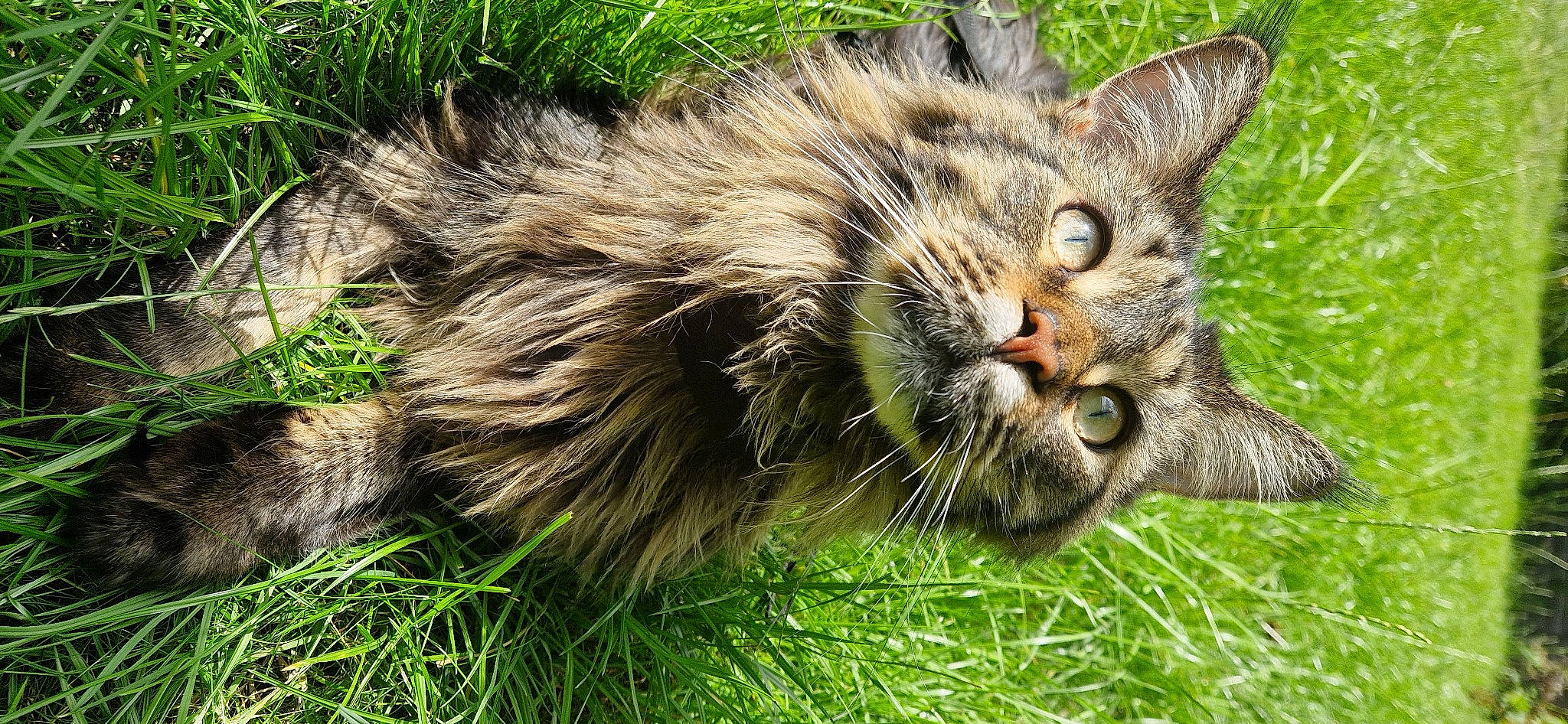 Hector joined the competition — help win amazing prizes! carnivore, cat, claw, domestic_short_haired_cat, fawn, felidae, fur, grass, maine_coon, paw, plant, small_to_medium_sized_cats, snout, tail, terrestrial_animal, whiskers, wildlife
