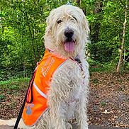 Claudie Poyblant a rejoint le concours — aidez-le/la à gagner de superbes lots ! animal, bench, canine, daylight, dog, forest, fur, greenery, happy, leash, nature, orange_vest, outdoor, park, pet, sitting, summer, tongue_out, trees, white_dog