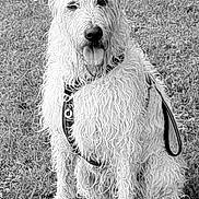 Salto participe au concours pour gagner de l'argent avec cette photo : animal, canine, curly_fur, cute, dog, friendly, fur, grass, happy, harness, leash, mammal, nature, outdoor, park, pet, playful, sitting, tongue_out, wet_fur