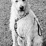 animal, canine, curly_fur, cute, dog, friendly, fur, grass, happy, harness, leash, mammal, nature, outdoor, park, pet, playful, sitting, tongue_out, wet_fur