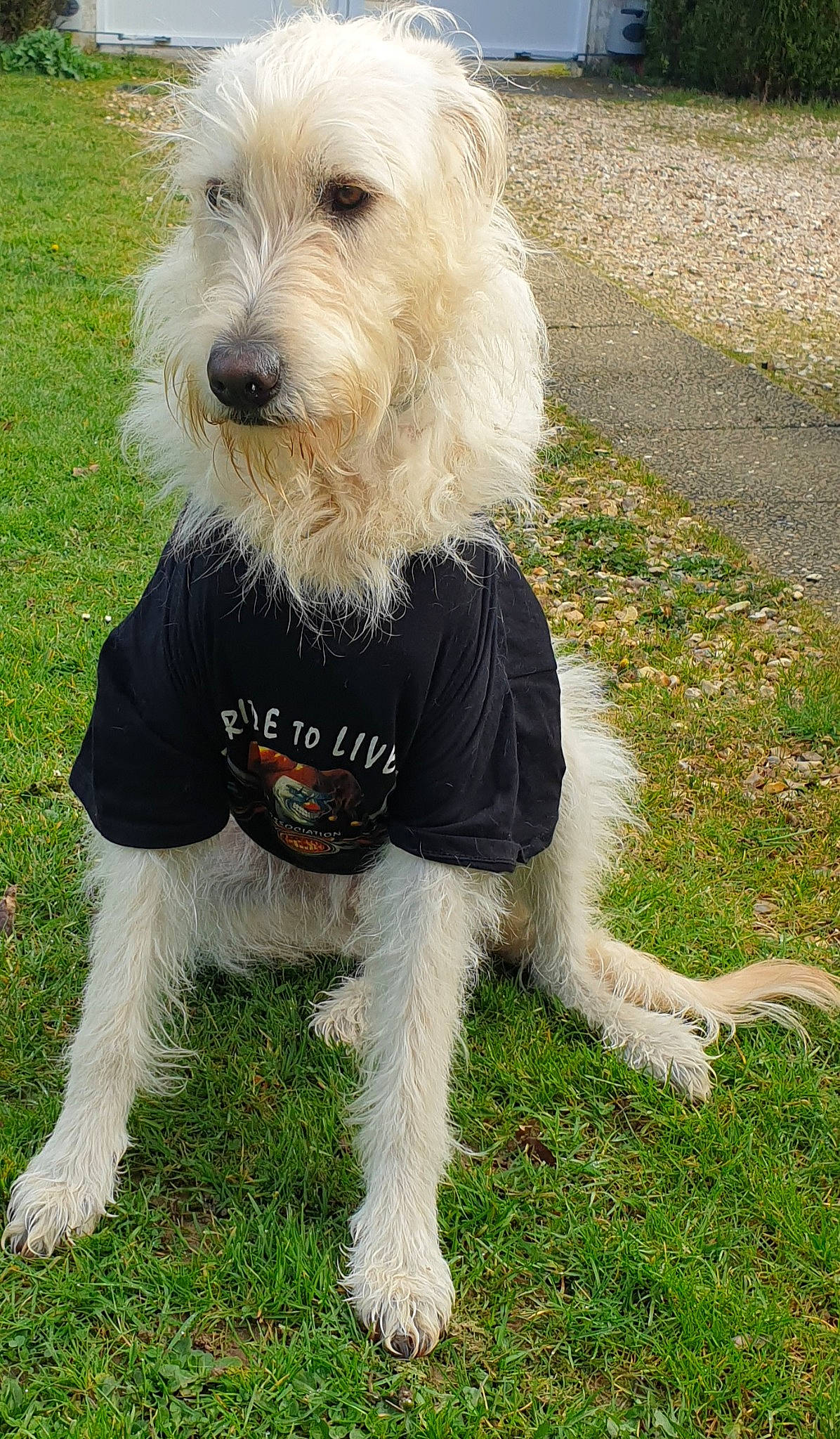 Salto a rejoint le concours — aidez-le/la à gagner de superbes lots ! canidae, carnivore, companion_dog, dog, dog_breed, dog_clothes, dog_collar, dog_supply, fur, grass, maltepoo, mammal, small_terrier, snout, sporting_group, tail, terrier, toy_dog, water_dog, working_animal