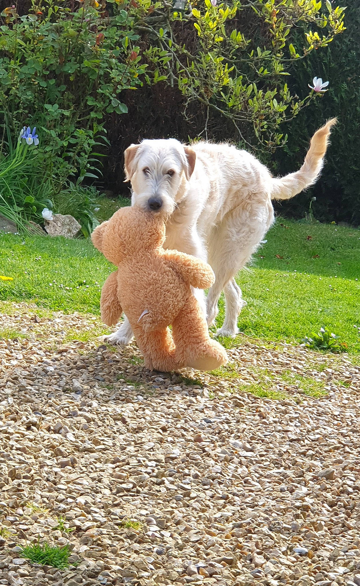 Salto a rejoint le concours — aidez-le/la à gagner de superbes lots ! canidae, carnivore, companion_dog, dog, dog_breed, fawn, fur, grass, non_sporting_group, plant, sporting_group, tail, terrestrial_animal, terrier, toy, tree, working_animal
