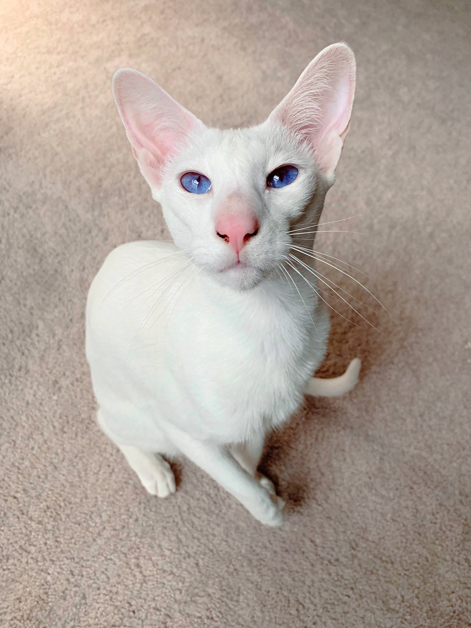 Primrose joined the competition — help win amazing prizes! carnivore, cat, domestic_short_haired_cat, fawn, felidae, fur, khao_manee, kitten, paw, small_to_medium_sized_cats, snout, tail, vertebrate, whiskers