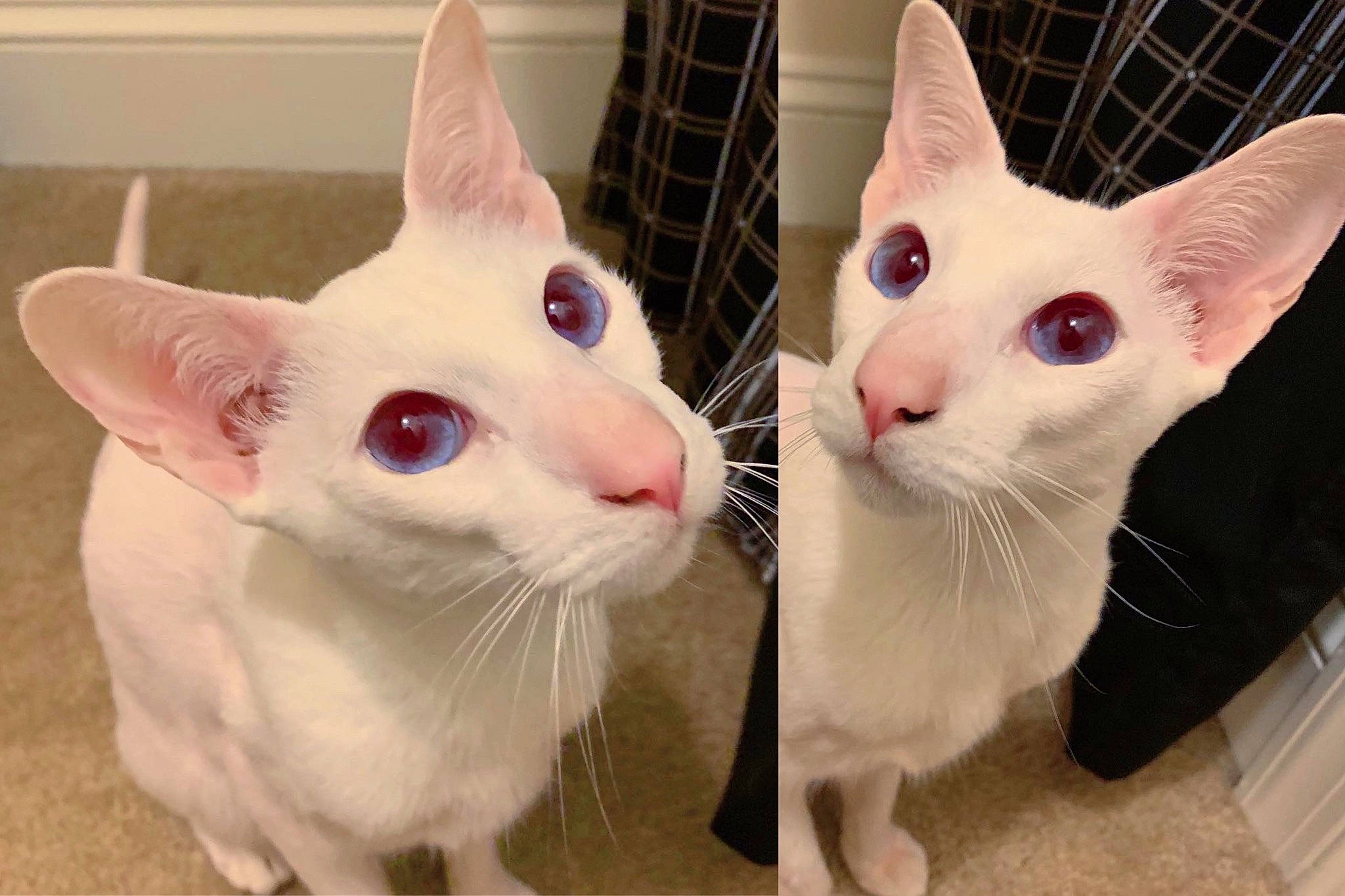 Primrose joined the competition — help win amazing prizes! beige, carnivore, cat, facial_expression, fawn, felidae, fur, iris, jaw, khao_manee, organ, peach, pink, skin, small_to_medium_sized_cats, snout, turkish_angora, vertebrate, whiskers, white