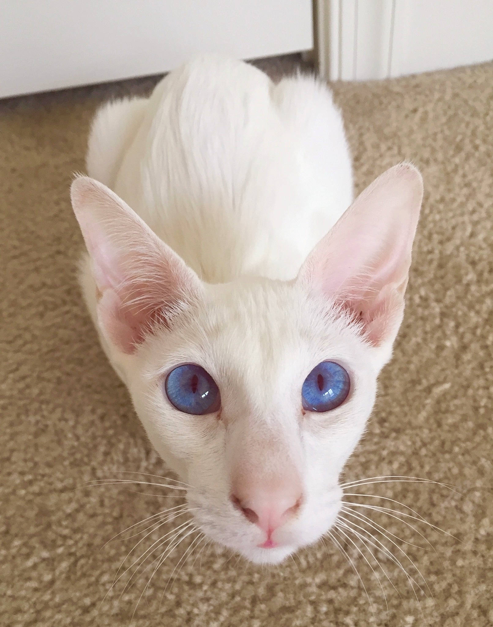 Primrose joined the competition — help win amazing prizes! beige, carnivore, cat, fawn, felidae, fur, iris, kitten, organ, pink, skin, small_to_medium_sized_cats, snout, vertebrate, whiskers