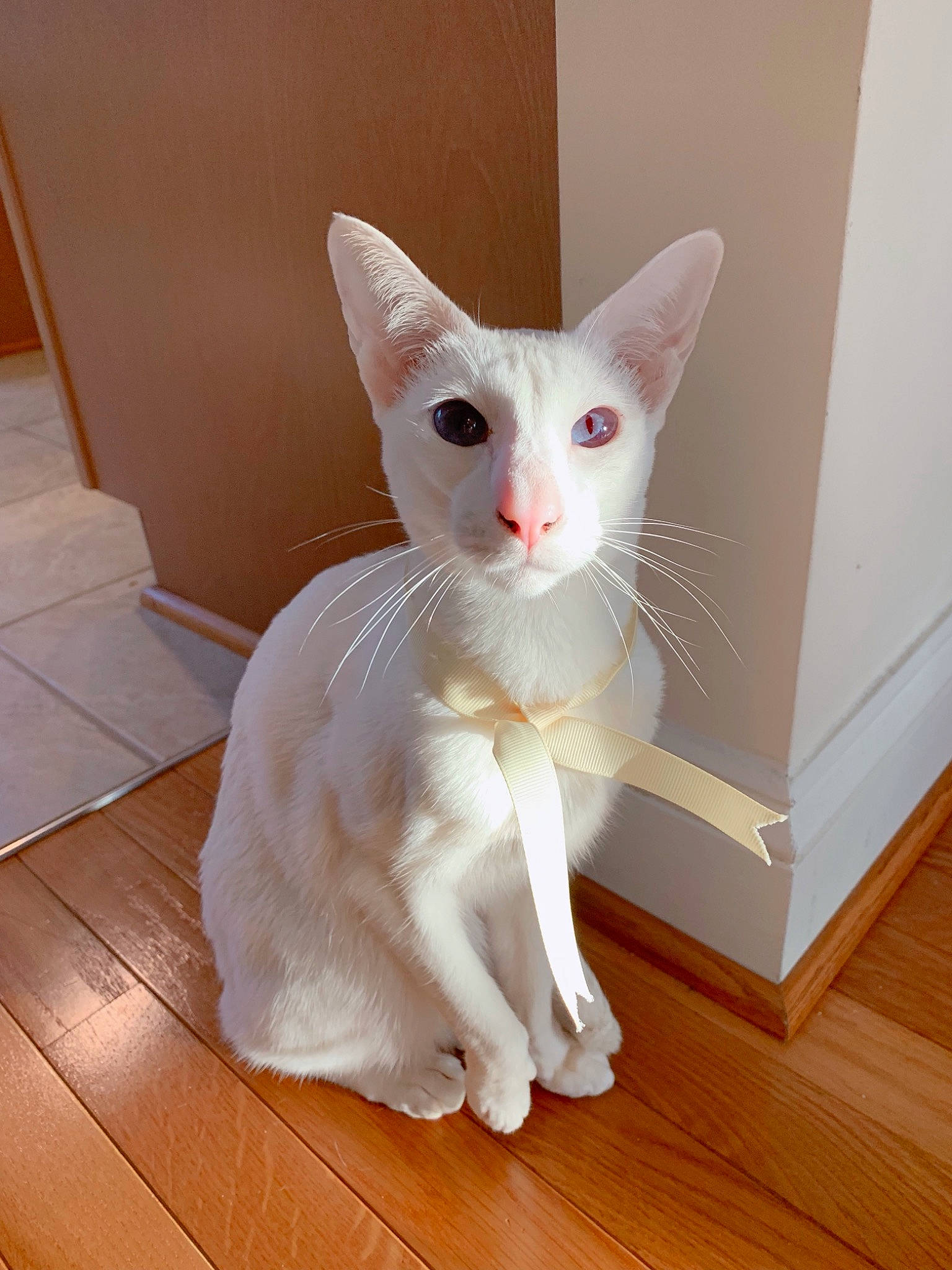 Primrose joined the competition — help win amazing prizes! beige, carnivore, cat, fawn, felidae, floor, flooring, fur, hardwood, laminate_flooring, plywood, small_to_medium_sized_cats, snout, tail, varnish, vertebrate, whiskers, wood, wood_flooring, wood_stain