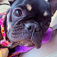 Jasmine is registered to the contest to win money with this photo: dog, french_bulldog, close_up, pet, animal, leash, harness, black_dog, tan_markings, resting, cute, canine, face, nose, whiskers, bed, blanket, indoor, domestic_animal, companion