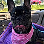 dog, french_bulldog, pet_bed, purple, pink_bandana, car_interior, tongue_out, happy, sunlight, window, seat, leash, closeup, animal, domestic_animal, ears_up, black_dog, outdoor_background, vehicle, daylight
