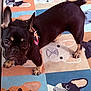dog, french_bulldog, pet, animal, carpet, pattern, colorful, floor, indoor, looking_up, collar, ears, cute, small_dog, brown, black, paws, face, expression, domestic_animal